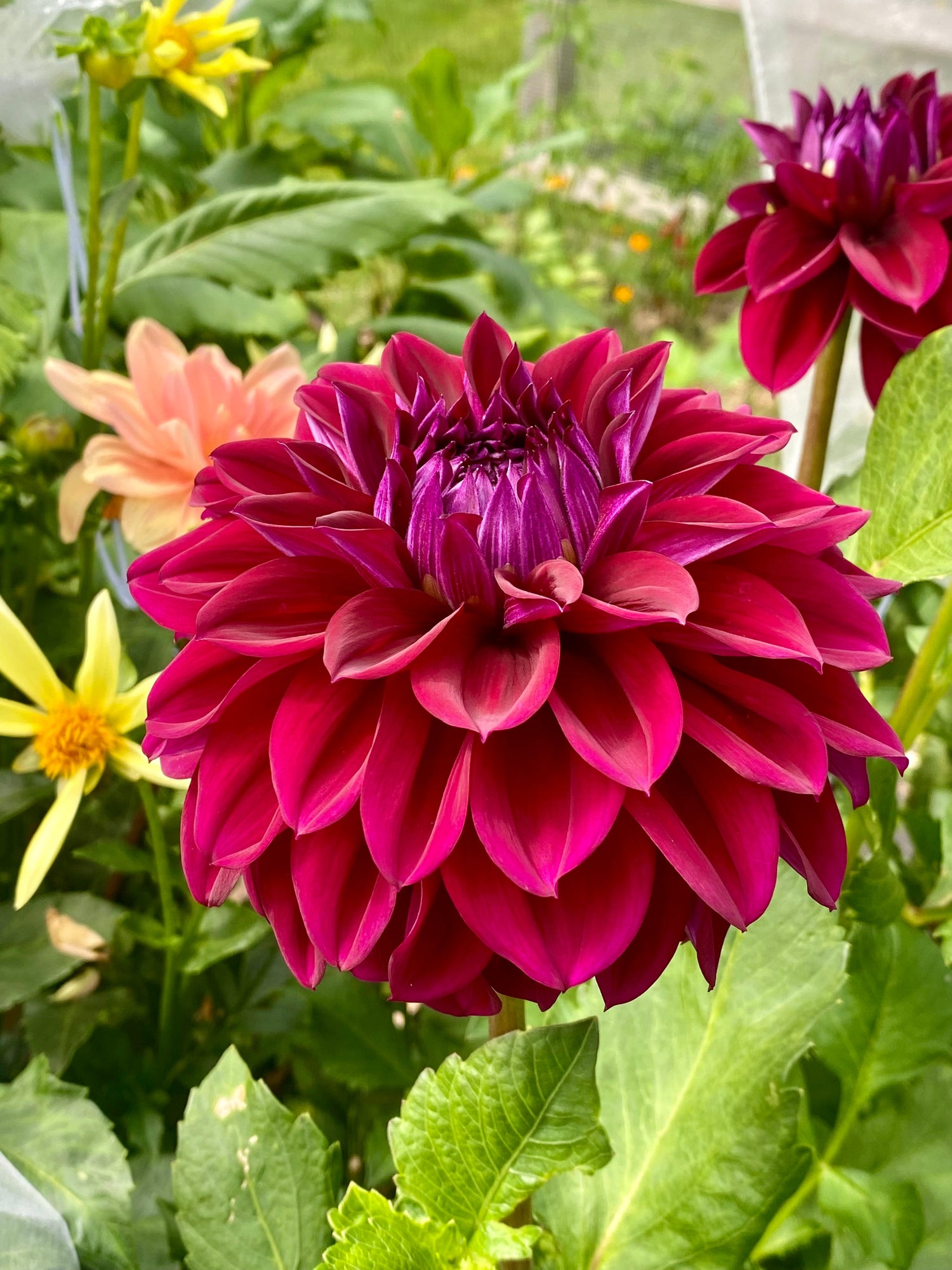 Dahlia Tuber Shop