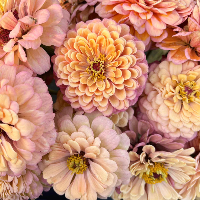 Floret Original Zinnia 6-Packs Pre-Order