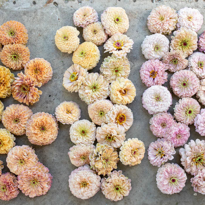 floret flower seeds Floret Original Zinnia 6-Packs Pre-Order – Redding Flower Farm