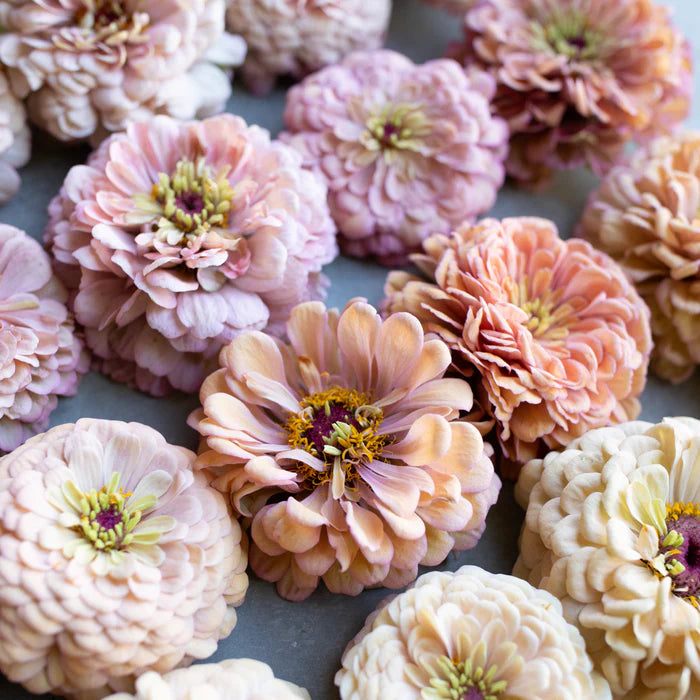 Floret Original Zinnia 6-Packs Pre-Order