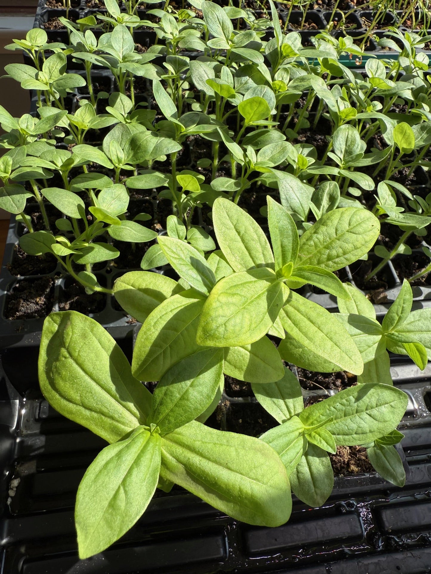 Specialty Cutting Garden: Spring Plug Pack