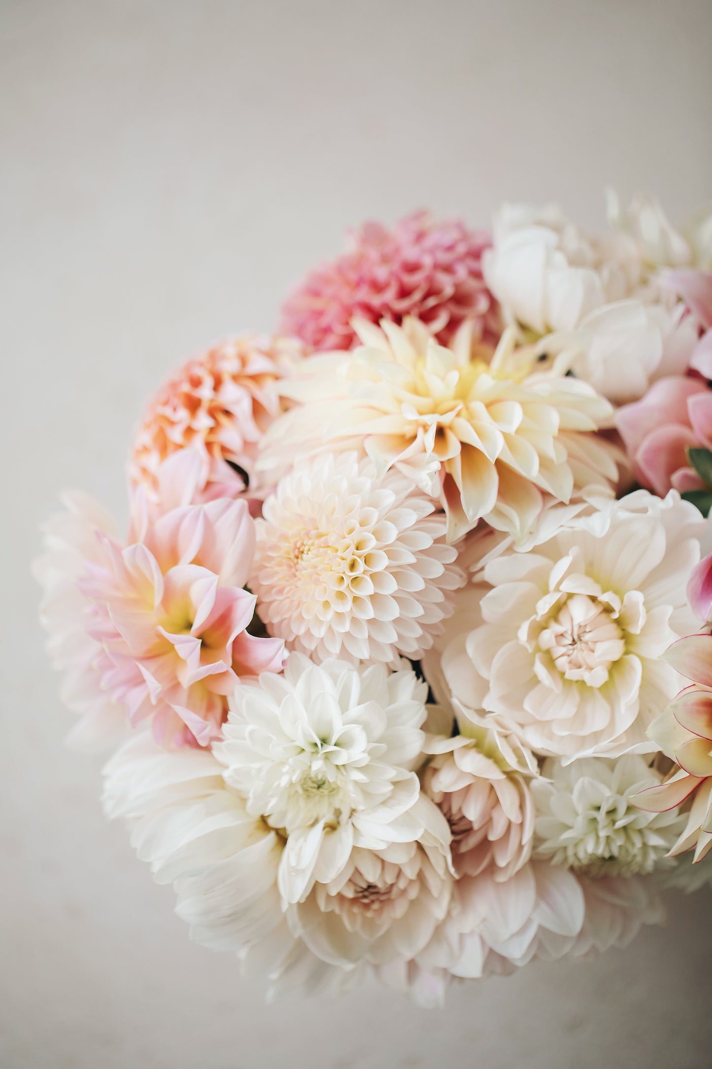 Specialty cut flowers