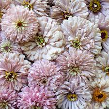 Floret Original Zinnia 6-Packs Pre-Order