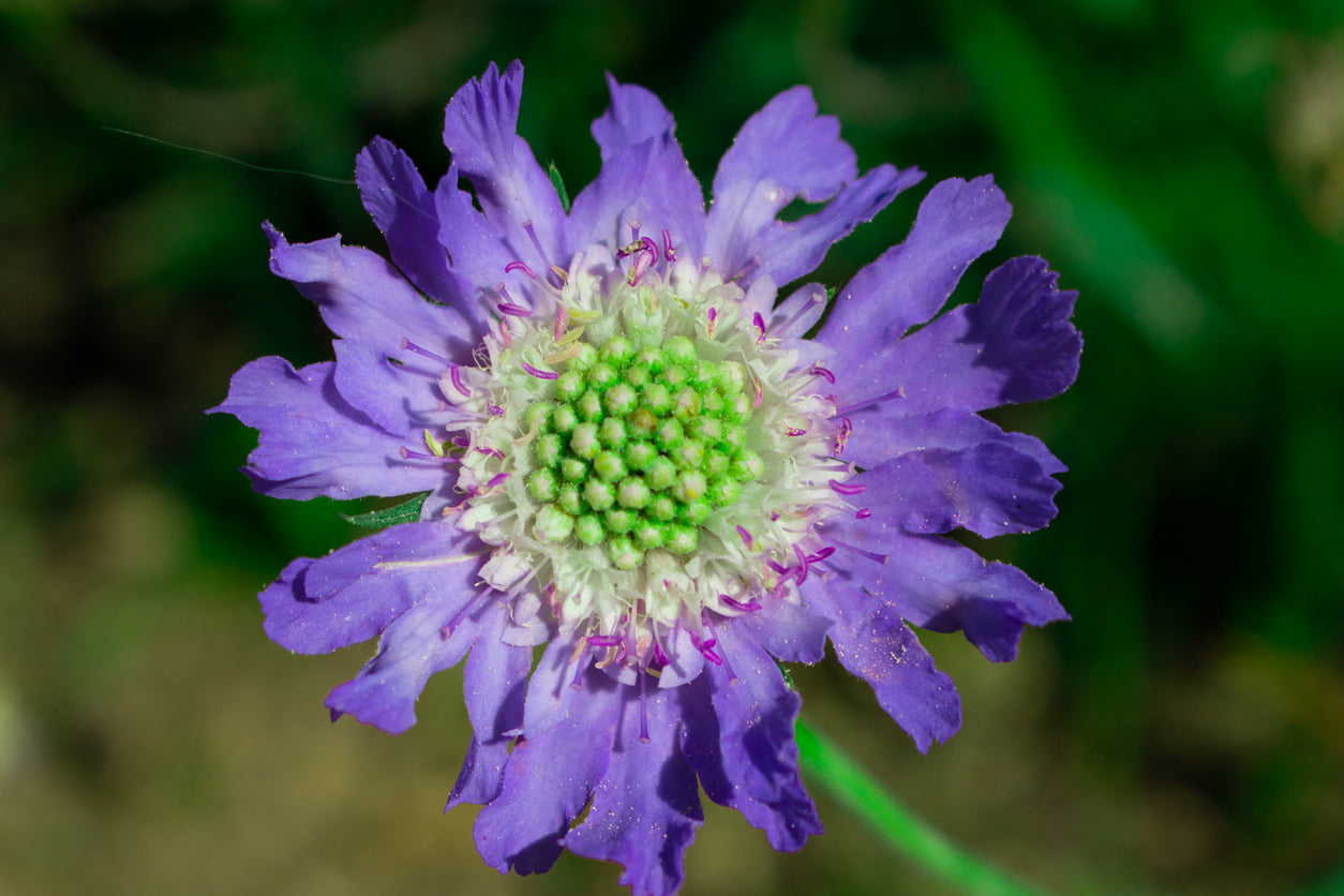 Scabiosa