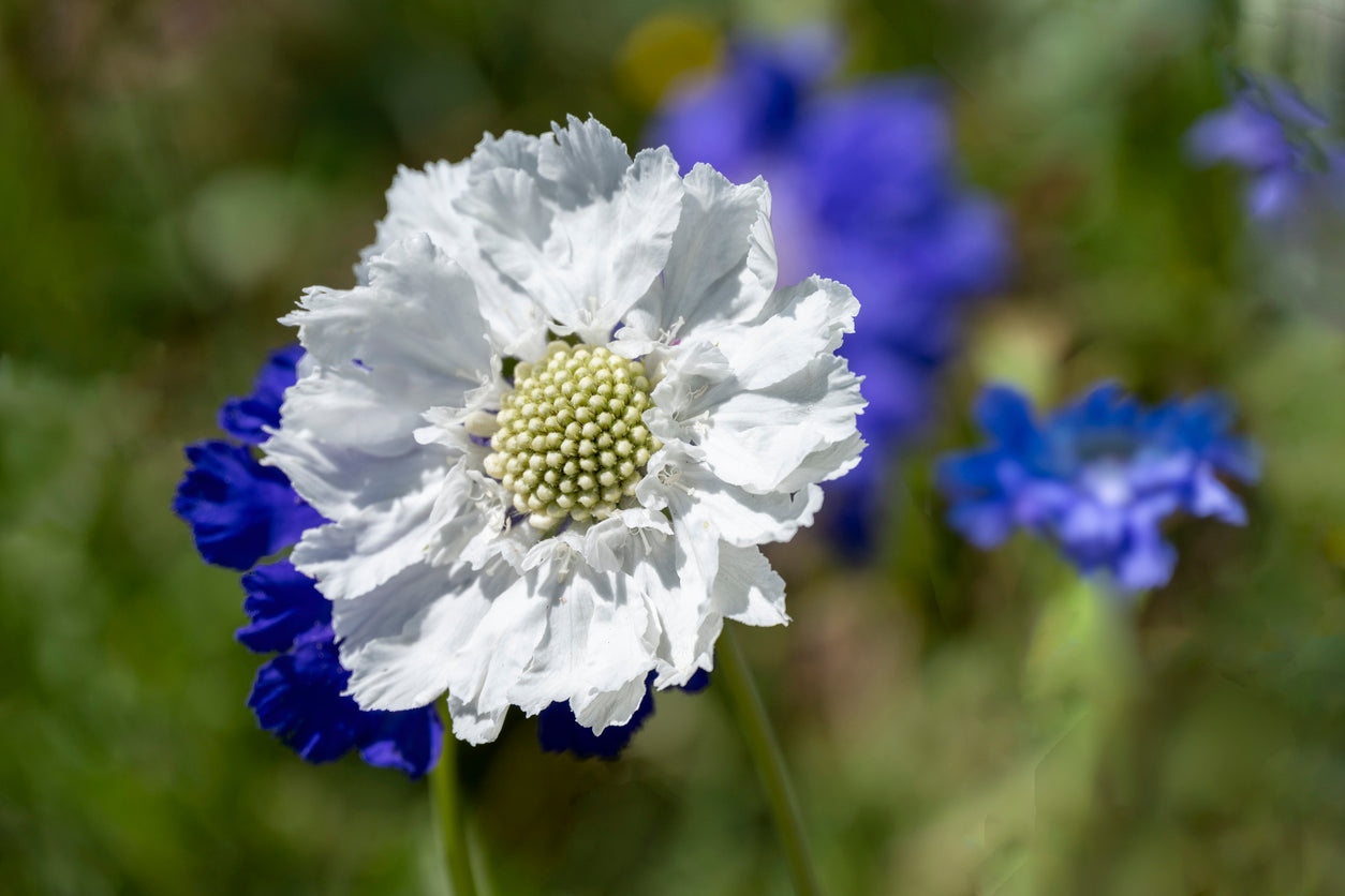 Scabiosa