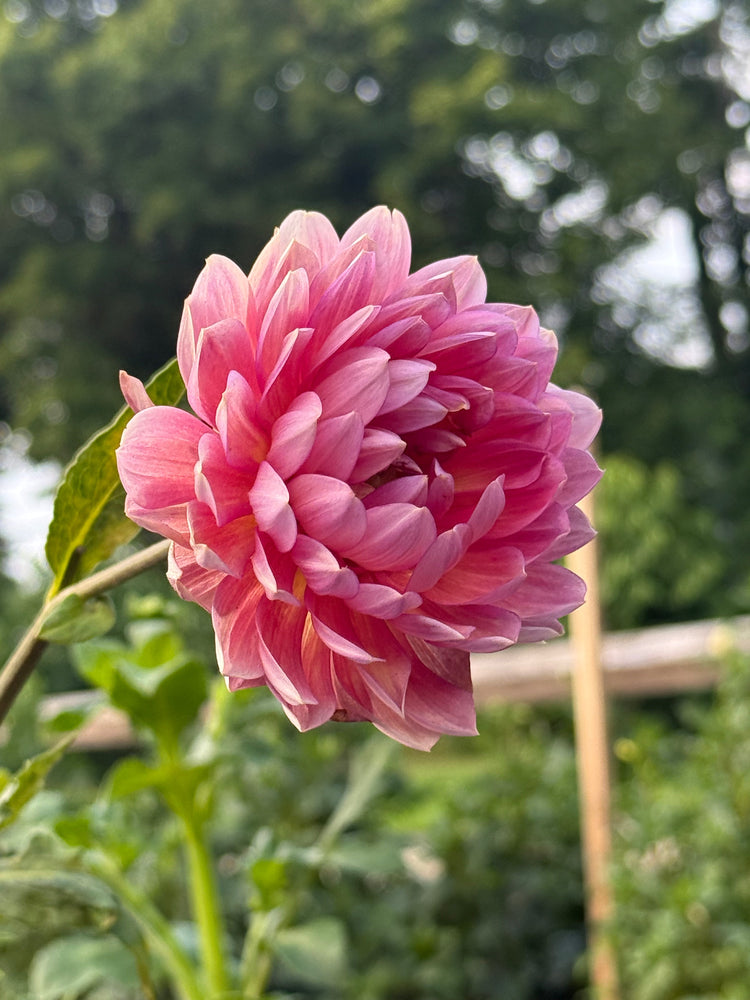 Dahlia Tuber Shop