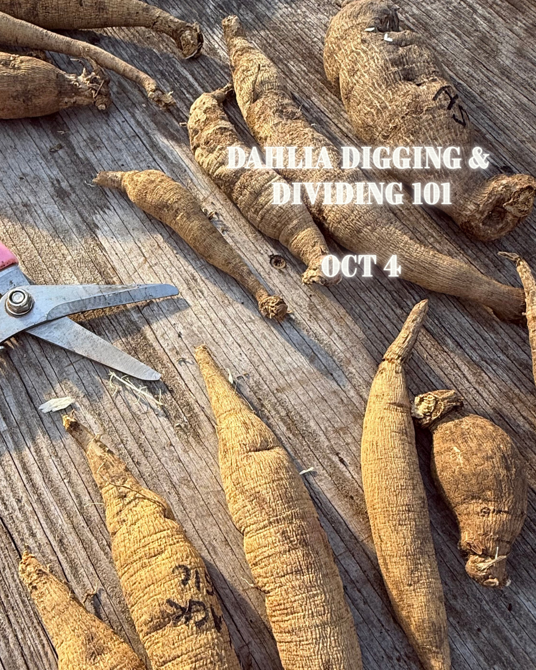 Dahlia Digging & Dividing 101