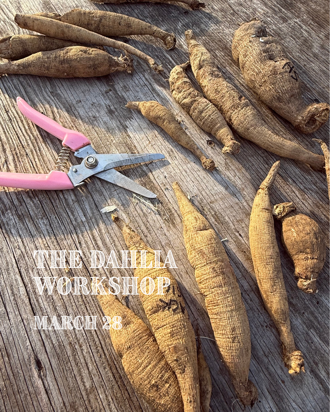 The Dahlia Workshop - Spring 2026