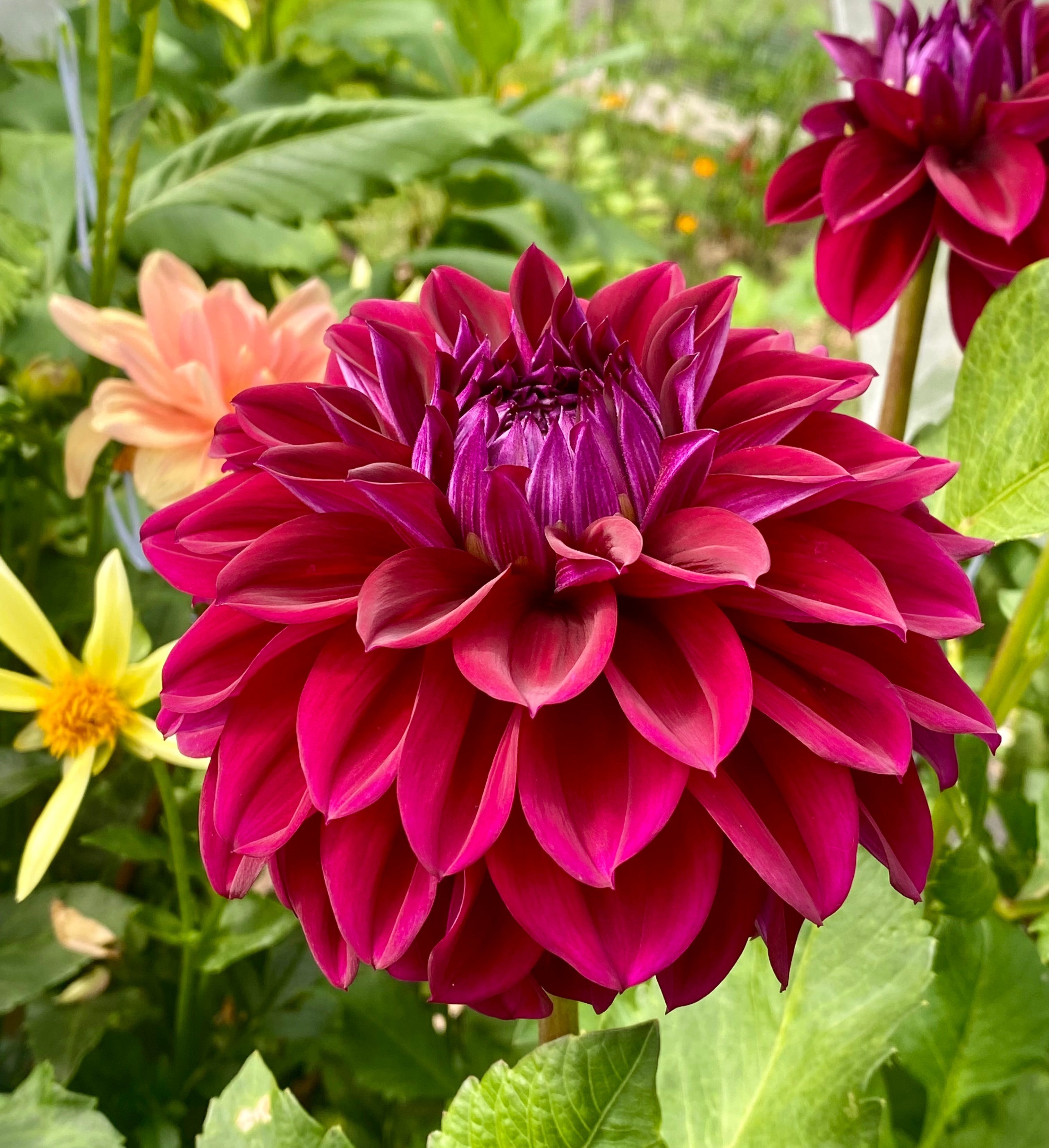 Dahlia Plants – Redding Flower Farm