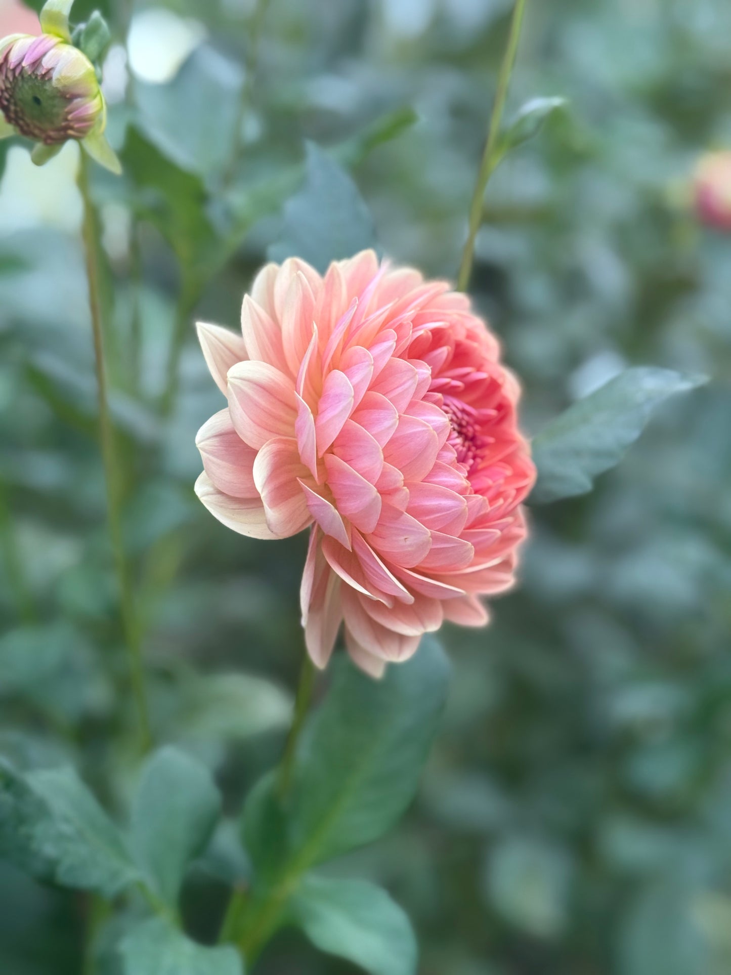 The Dahlia Workshop - Spring 2026