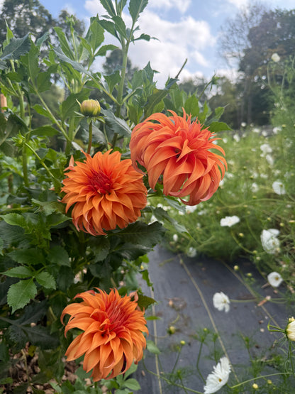 The Dahlia Workshop - Spring 2026