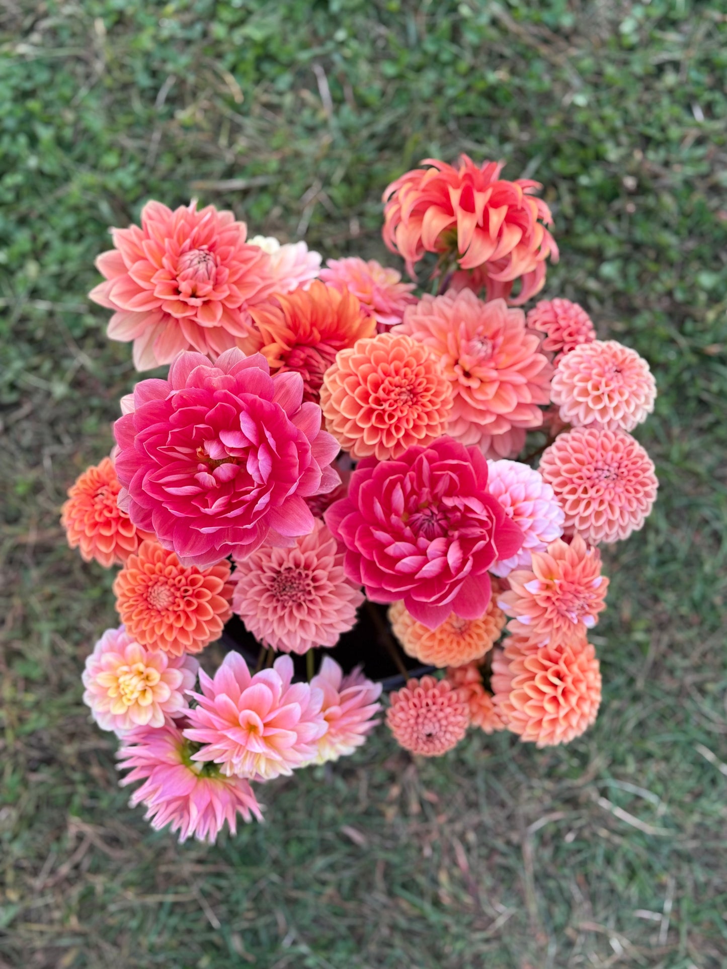The Dahlia Workshop - Spring 2026