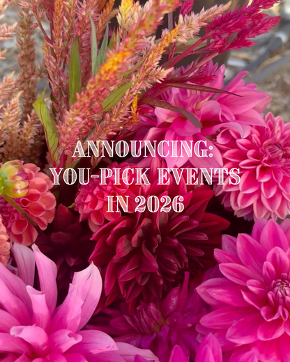 New for 2026: You-Pick Flower Events