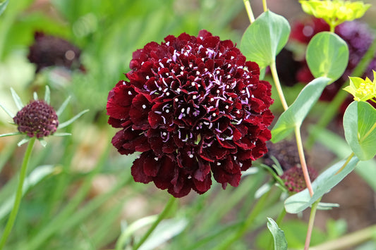 Scabiosa