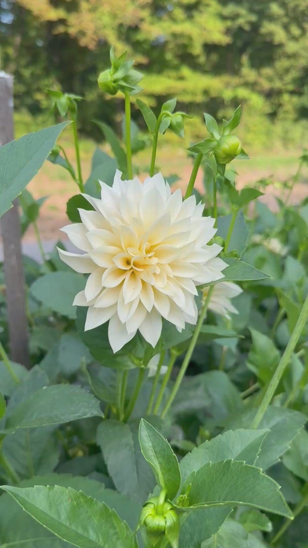 Flower House Monthly Subscription