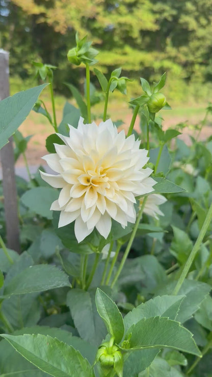 New for 2026: You-Pick Flower Events